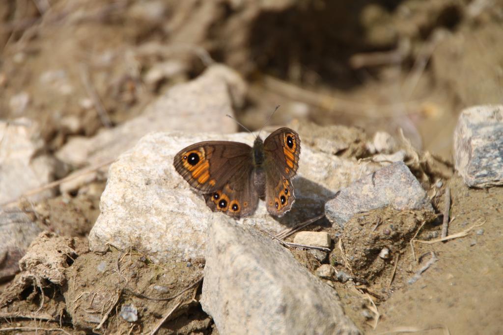 Restor Natura Malga Mondent Pracorno di Rabbi Exterior foto